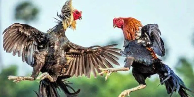 Trận đấu đá gà MB66 trực tiếp rõ nét