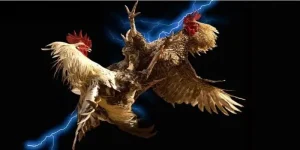 Đá Gà MB66 – Chiêm Ngưỡng Màn Tung Đòn Đặc Sắc, Ấn Tượng